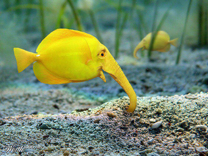 elephant fish