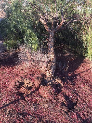 fallen pepper tree