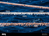 lead-in-cables-of-a-seismic-vessel-towing-streamers-at-ocean-looking-CXHW1W